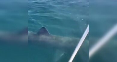 Видео: пьяный мужчина оседлал гигантскую акулу
