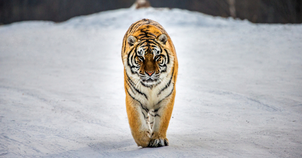 Приморский мычащий тигр попал на видео