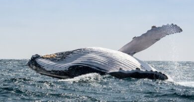6 мест, где вы встретите живых китов