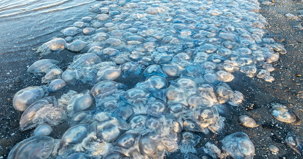 «Кладбище медуз» вызвало отвращение у россиян — Рамблер/путешествия
