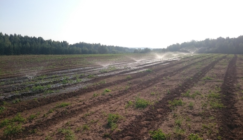 поле земля посадки