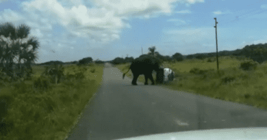 Разъяренный слон перевернул внедорожник с туристами