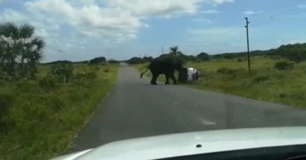 Разъяренный слон перевернул внедорожник с туристами