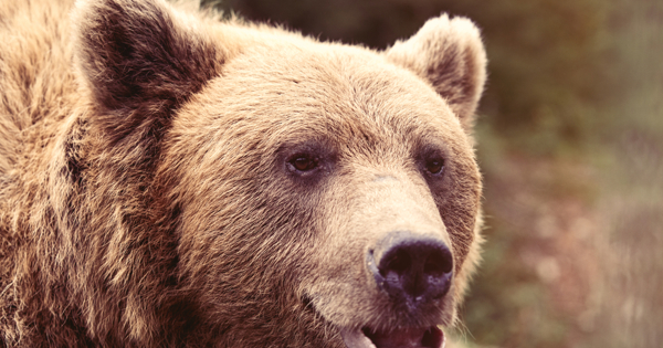 В Сочи снова «нашествие» медведей: видео