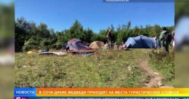 Медведи разорвали в клочья палатки туристов в Сочи