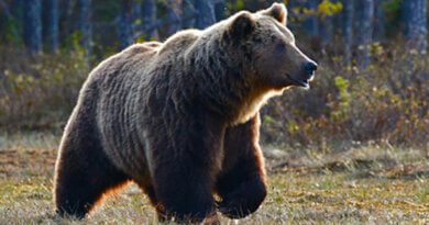 В России туристы всю ночь бегали от медведя по парку