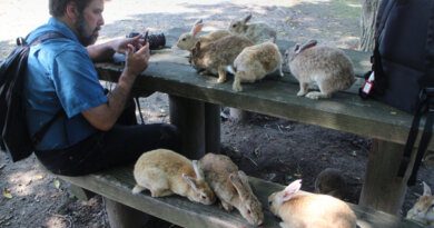 Японский остров c мрачной судьбой, который «захватили» кролики
