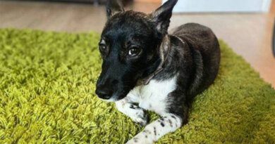 Раскрыты подробности о потерявшейся в Домодедово собаке