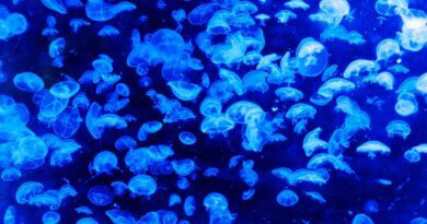 Видео: Азовское море превратилось в желе из-за медуз