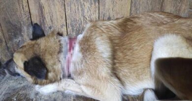 Александр Богатырёв спас собаку с проволокой на шее