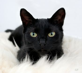 Черные кошки – символ неудачи?