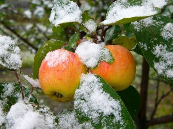 Как правильно заморозить яблоки?