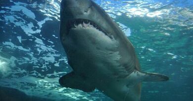 Что приманило акул-людоедов к берегу в Египте?