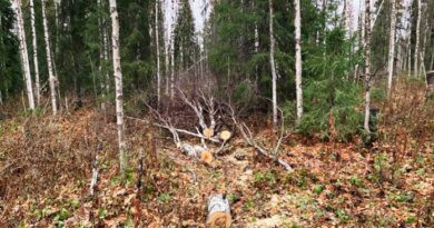 Два жителя Усинска пойманы на незаконной рубке леса