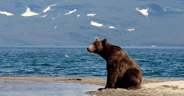 Видео: медведь с россиянином посмотрели на пейзаж Камчатки