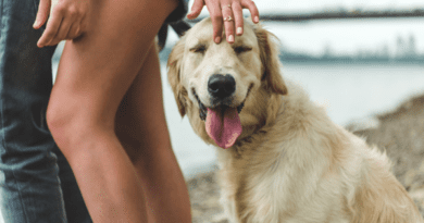 На пляжи России запретили брать собак


В России с 1 января 2021 года введен запрет приходить на пляжи с собаками.
10