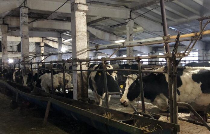 На ферме в Колве каждый день получают по 400 литров молока в день