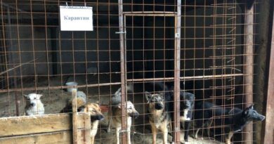 На отлов собак администрация Усинска готова выделить 7,4 млн рублей