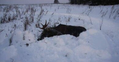 Охотникам в Усинске разрешили отстрелить 30 лосей 