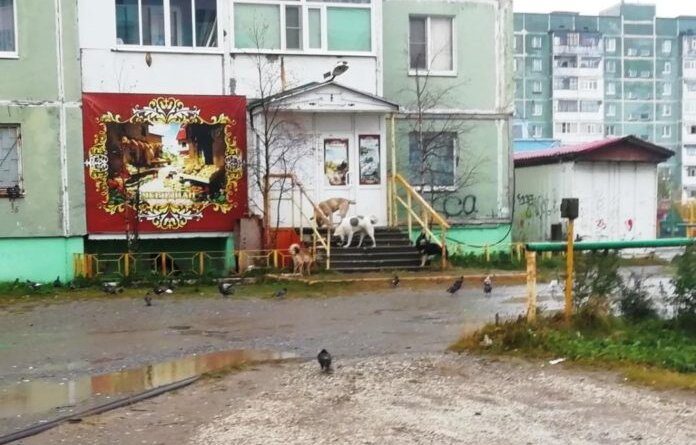 Россиян начнут штрафовать за оставленных на улице собак и кошек