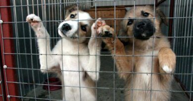 Усинск вошел в число муниципалитетов с самыми кусающимися собаками в Коми