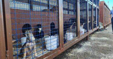 Усинский суд обязал муниципальный приют устранить нарушения содержания животных