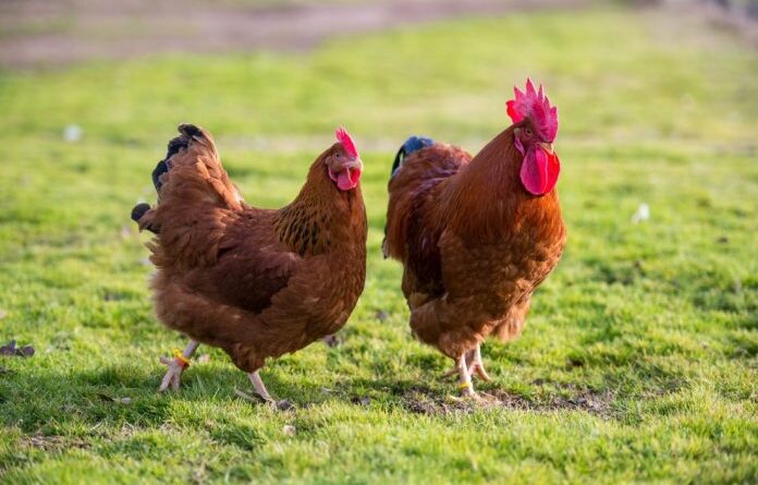 В Коми “Птицефабрика Зеленецкая” приостановила продажи из-за угрозы гриппа птиц
