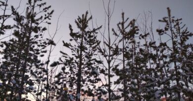 В Коми установили цены на новогодние елки
