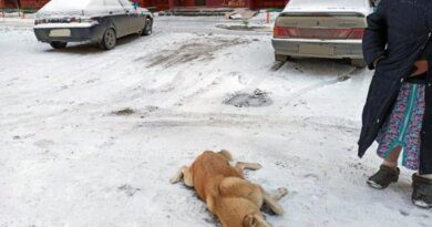 В Усинске кто-то начал отстреливать бездомных собак
