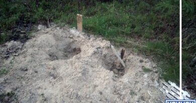В Усинске медведь разворотил кладбище домашних животных