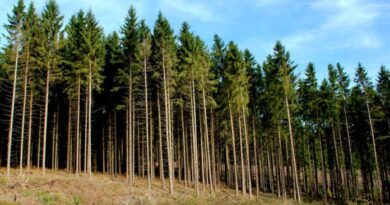 ВС решил спор о возмещении вреда лесу