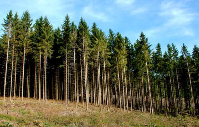 ВС решил спор о возмещении вреда лесу