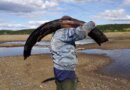 Жители усинского села Усть-Уса обнаружили в обмелевшей Печоре останки мамонта