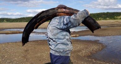 Жители усинского села Усть-Уса обнаружили в обмелевшей Печоре останки мамонта